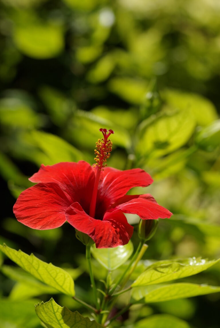 Belle photo d'une passiflore sur fond de feuilles de buisson