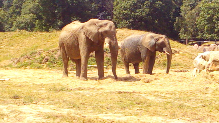 Un éléphant et surement une éléphante à coté