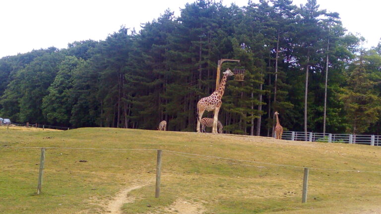 une giraffe dans un parc qui mange dans sa gamelle tenue en hauteur