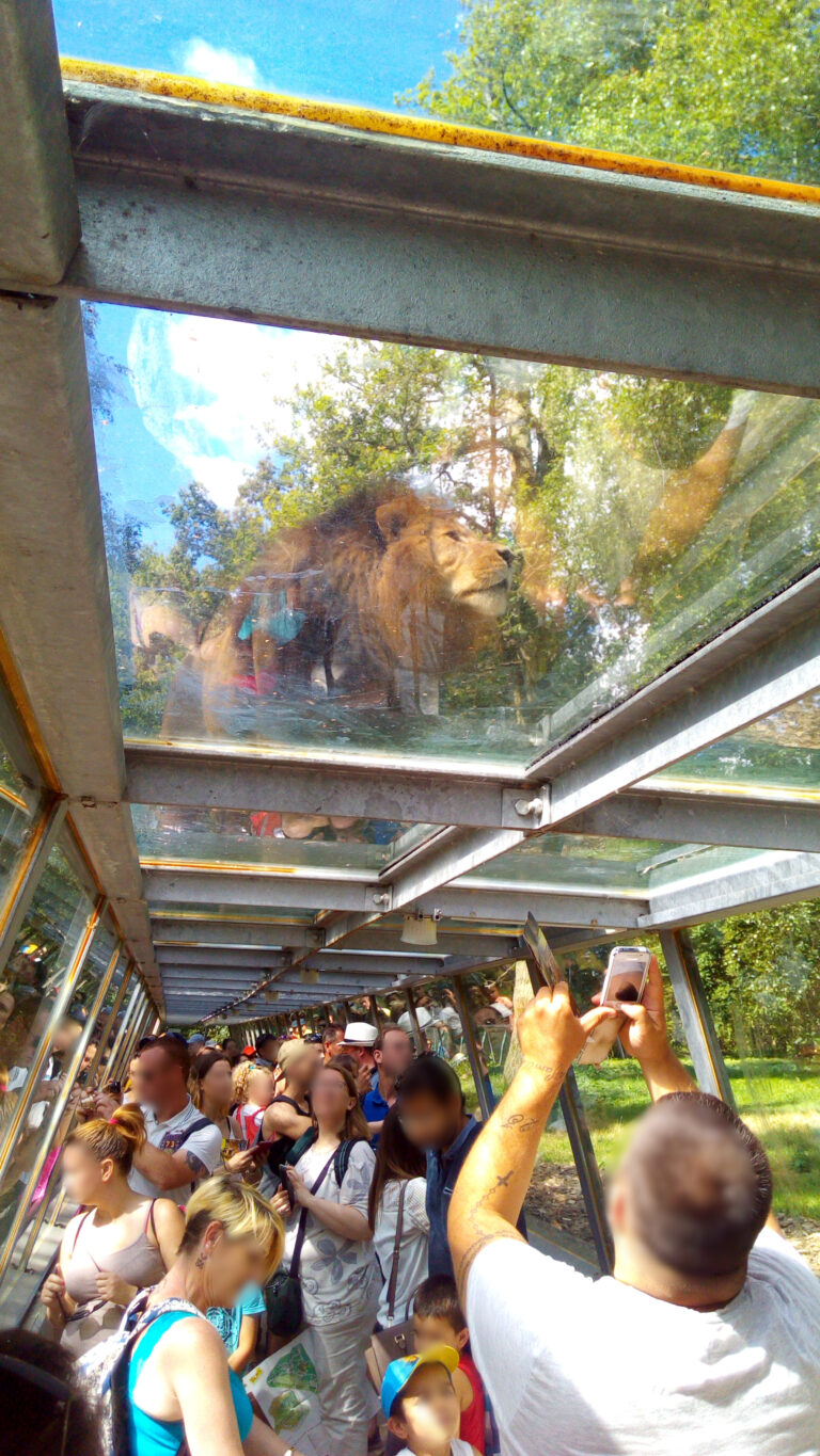 Photo d'un lion dans un zoo pris dans un couloir en verre, le lion est sur le couloir