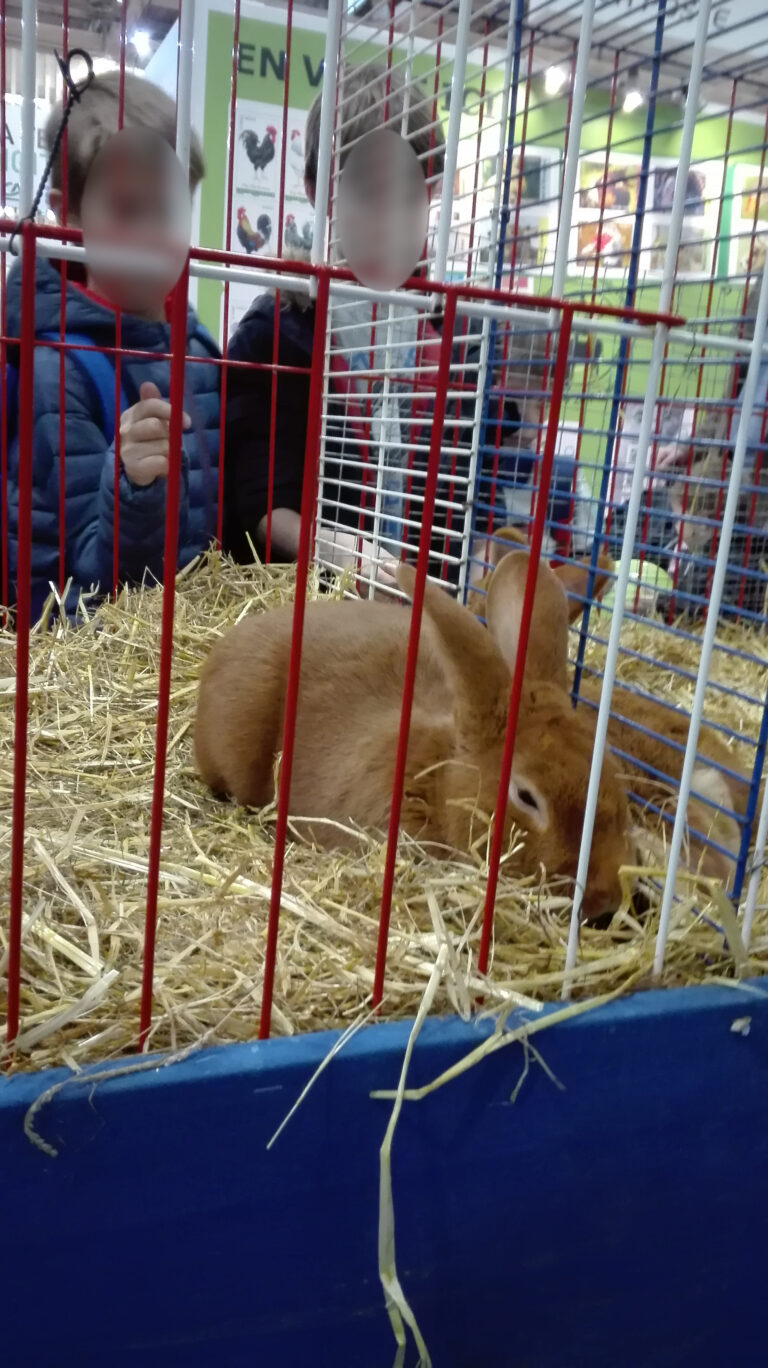 photo d'un lapin dans une cage dans une exposition