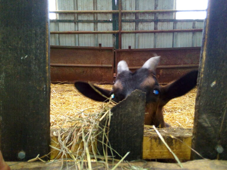photo d'un bouc dans une ferme qui émerge sa tête d'une barrière