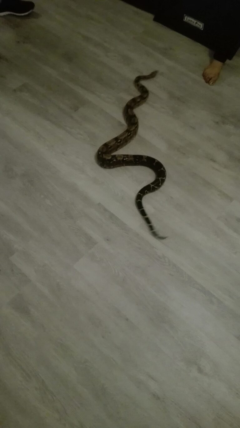 un gros serpent sur le sol