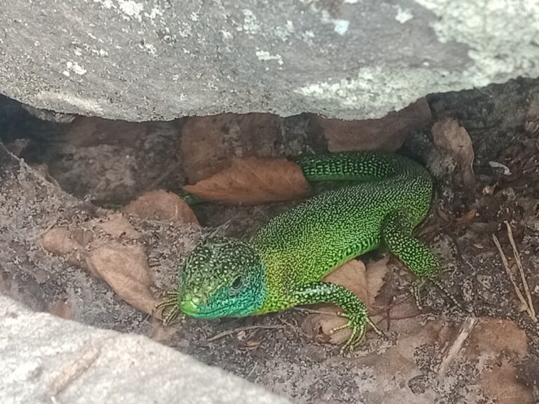 Lézard assez gros, de l'ordre de 25 cm, sous une pierre