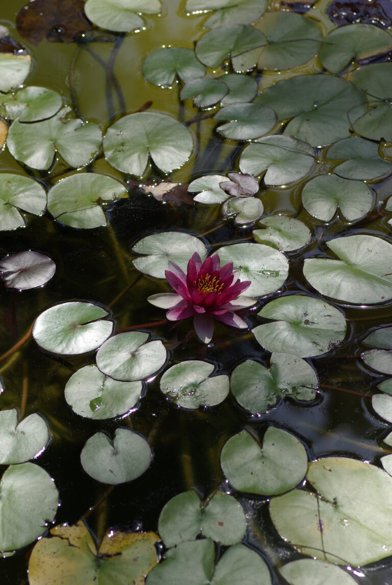 des nénuphares et une fleurs sur l'eau