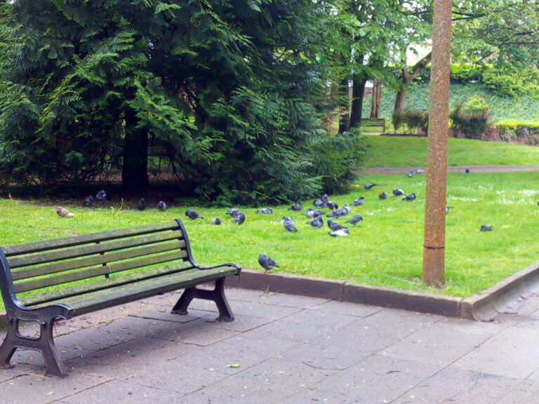 photos de pigeons dans un square