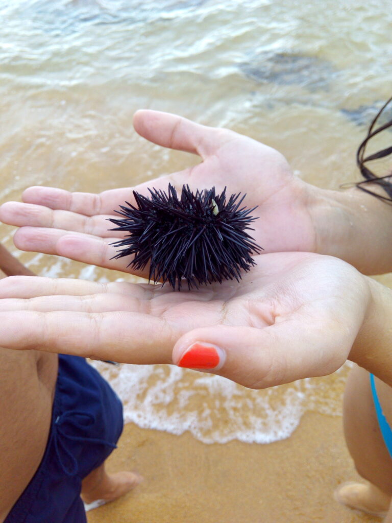 un oursin dans les mains d'une fille