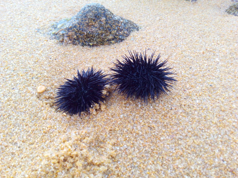 deux oursins qui se disent bonjour sur une plage de Corse