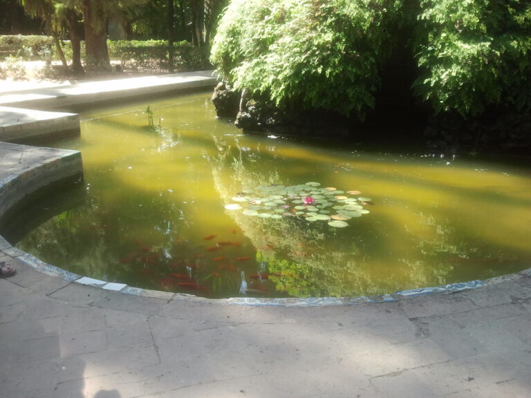 petit étendu d'eau avec des nénuphares dans un parc