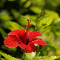 Belle photo d'une passiflore sur fond de feuilles de buisson