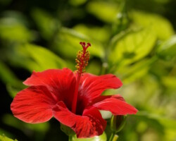 Belle photo d'une passiflore sur fond de feuilles de buisson