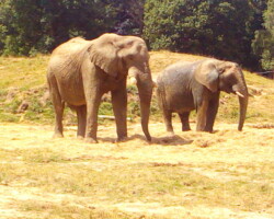 Un éléphant et surement une éléphante à coté