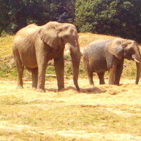 Un éléphant et surement une éléphante à coté