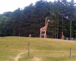 une giraffe dans un parc qui mange dans sa gamelle tenue en hauteur