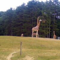 une giraffe dans un parc qui mange dans sa gamelle tenue en hauteur