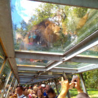 Photo d'un lion dans un zoo pris dans un couloir en verre, le lion est sur le couloir