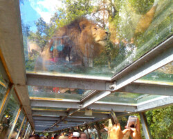 Photo d'un lion dans un zoo pris dans un couloir en verre, le lion est sur le couloir