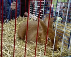 photo d'un lapin dans une cage dans une exposition