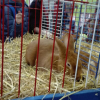 photo d'un lapin dans une cage dans une exposition