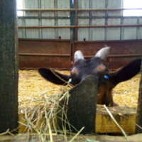 photo d'un bouc dans une ferme qui émerge sa tête d'une barrière