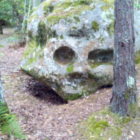 a rock in a forest that looks like a skull