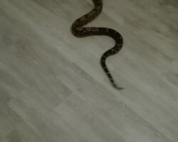 un gros serpent sur le sol