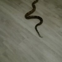 un gros serpent sur le sol