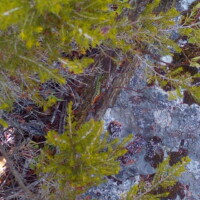 photo d'un lézard sur un rocher