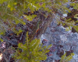 photo d'un lézard sur un rocher