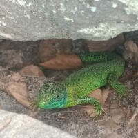 Lézard assez gros, de l'ordre de 25 cm, sous une pierre