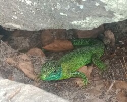 Lézard assez gros, de l'ordre de 25 cm, sous une pierre