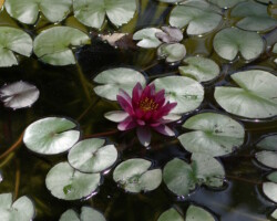 des nénuphares et une fleurs sur l'eau