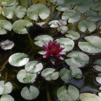 des nénuphares et une fleurs sur l'eau