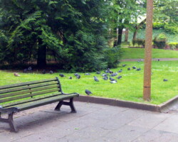 photos de pigeons dans un square
