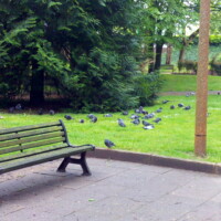 photos de pigeons dans un square