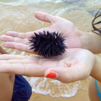 un oursin dans les mains d'une fille