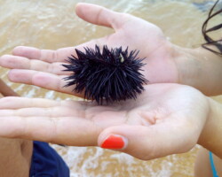 un oursin dans les mains d'une fille