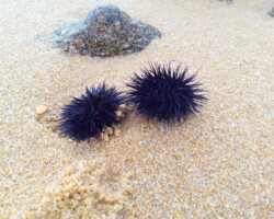 deux oursins qui se disent bonjour sur une plage de Corse
