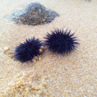 deux oursins qui se disent bonjour sur une plage de Corse