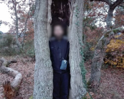 une personne dans un arbre creux dans une forêt en automne