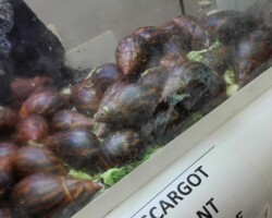 escargots derrière une vitre dans un aquarium