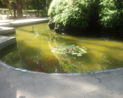petit étendu d'eau avec des nénuphares dans un parc