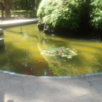 petit étendu d'eau avec des nénuphares dans un parc