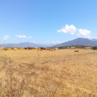 un troupeau de vache au loin dans un champs en Corse avec les montagnes dans le fond