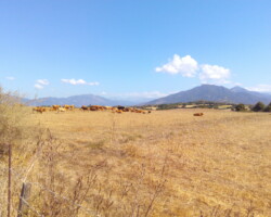 un troupeau de vache au loin dans un champs en Corse avec les montagnes dans le fond