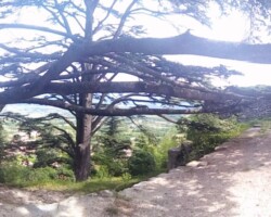 Paysages près de aix en provence avec deux vieux arbres au milieu de couloir en Pierre