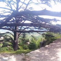 Paysages près de aix en provence avec deux vieux arbres au milieu de couloir en Pierre